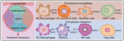 Emerging role of ferroptosis in glioblastoma: Therapeutic opportunities and challenges